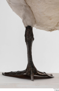 Mute swan leg 0012.jpg